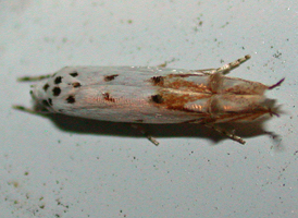 Red-streaked Mompha 